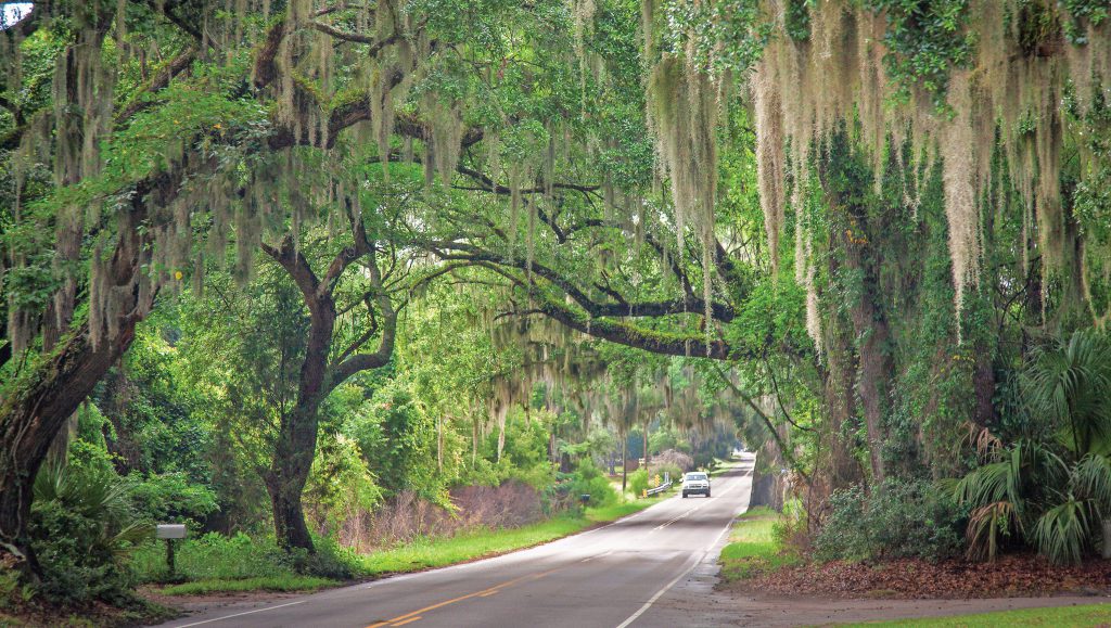 live oaks and Spanish moss road